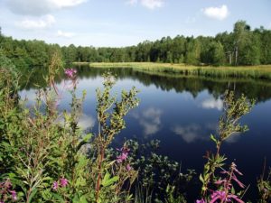 Naturidylle am Roten Moor.